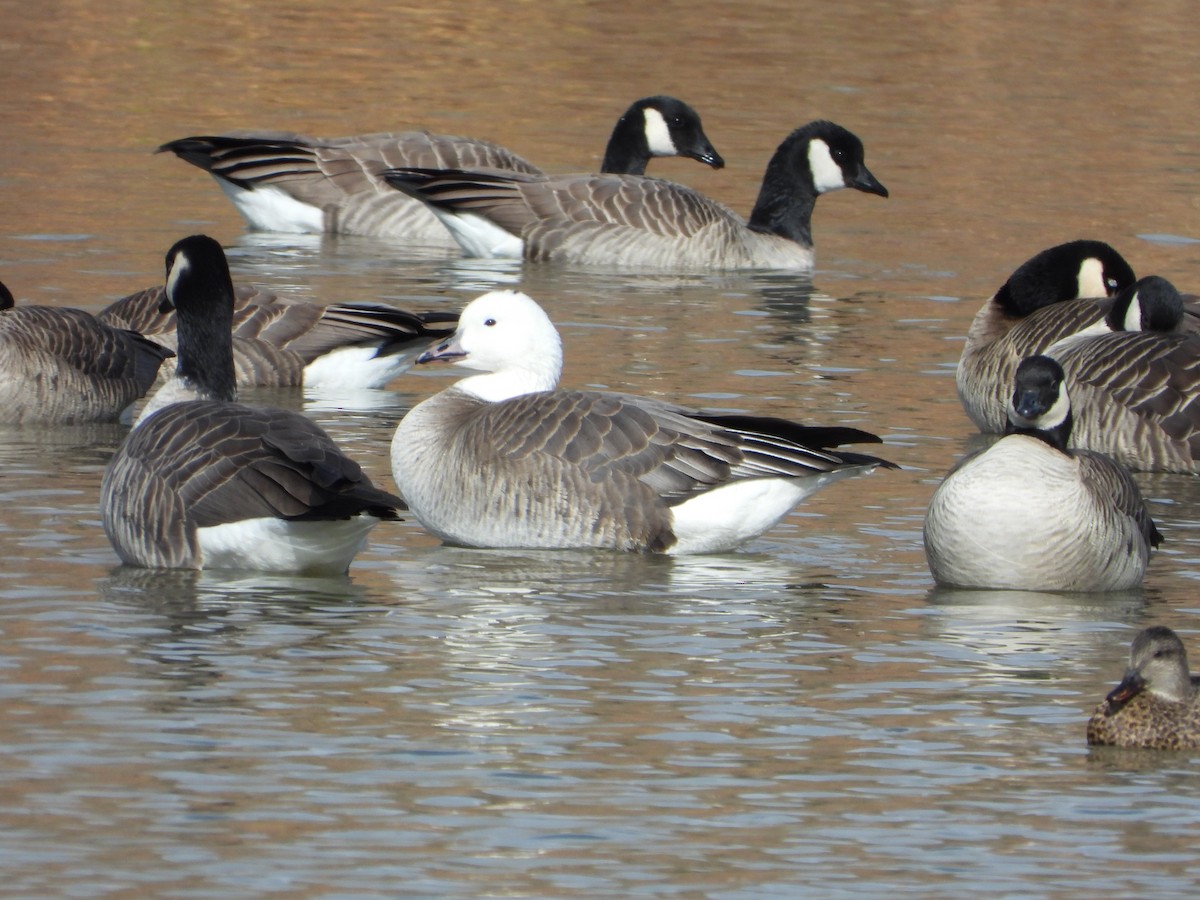 Snow x Cackling Goose (hybrid) - Jeff Percell