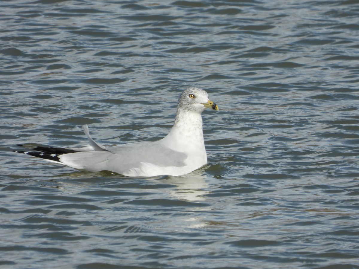 Ring-billed Gull - Jeff Percell
