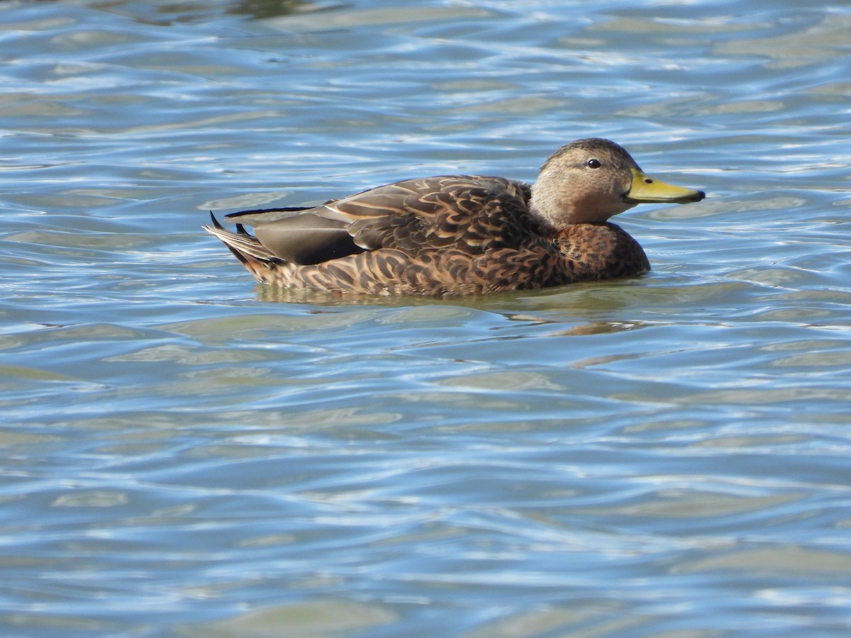 Mexican Duck - ML387730711