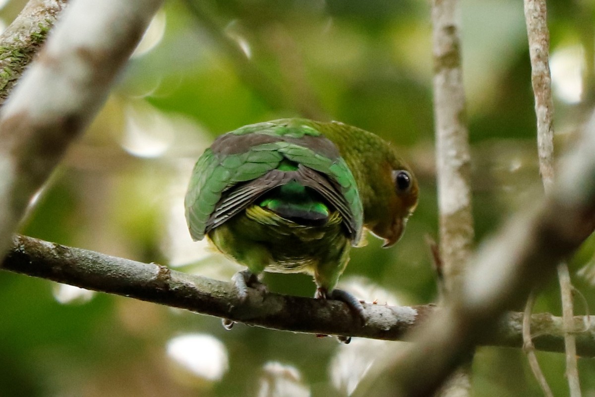Golden-tailed Parrotlet - Christine Mazaracki
