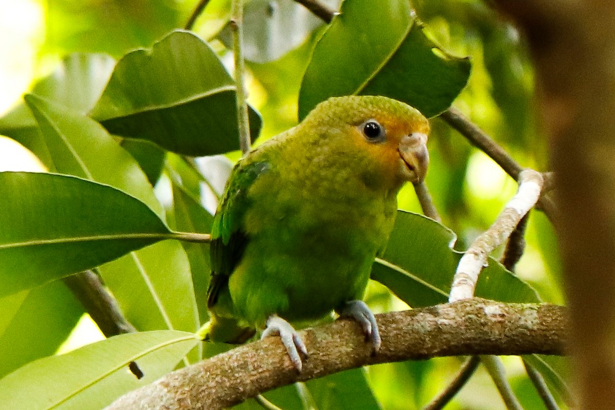 Golden-tailed Parrotlet - ML387731371