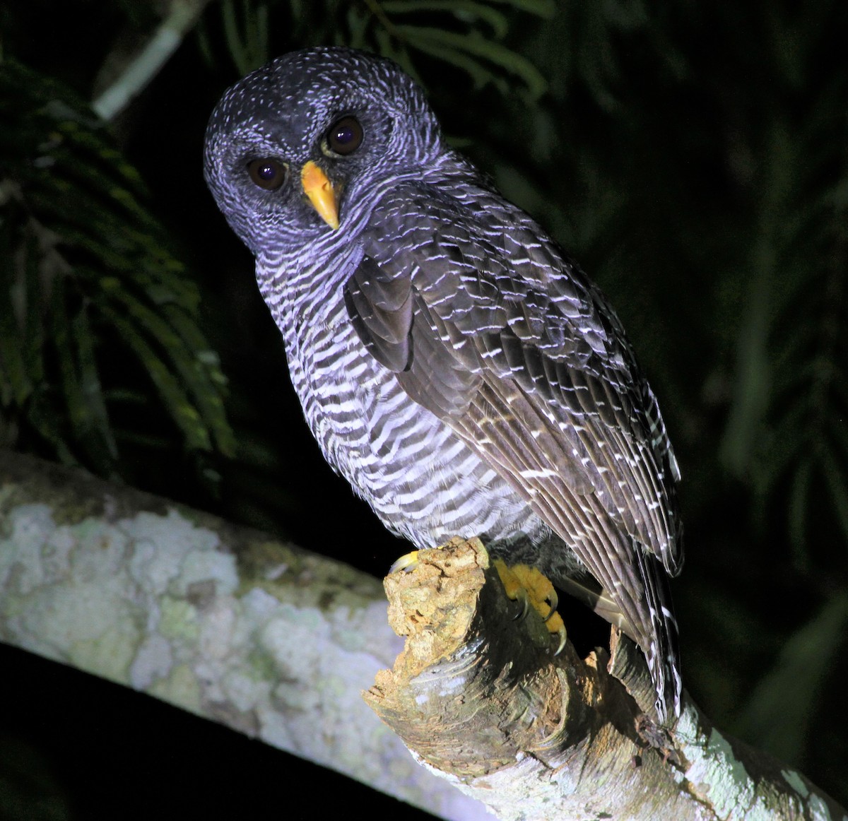 Black-banded Owl - ML387731381