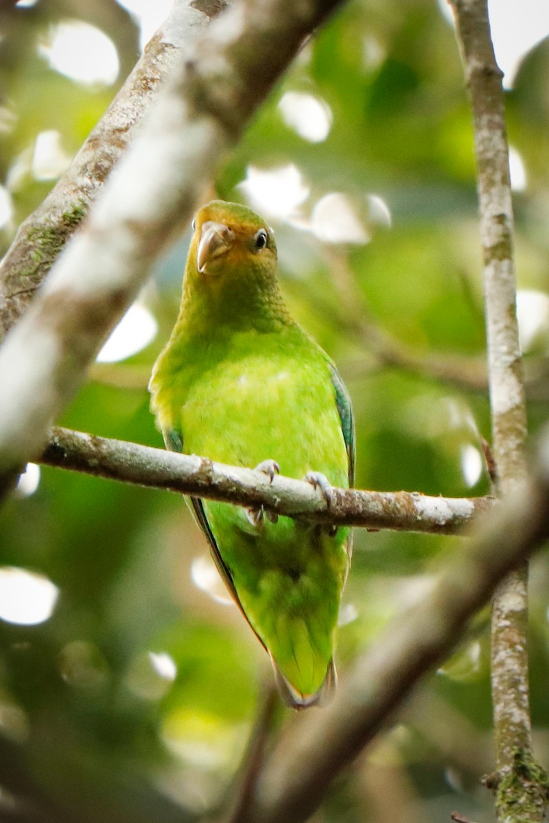 Golden-tailed Parrotlet - ML387731391