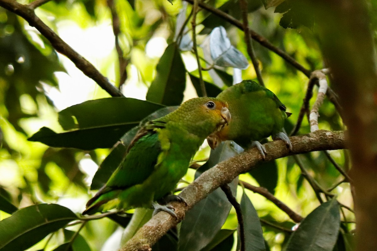 Golden-tailed Parrotlet - ML387731401