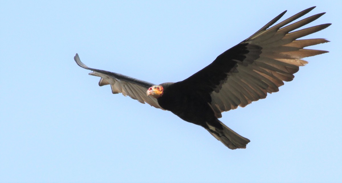 Greater Yellow-headed Vulture - ML387731631