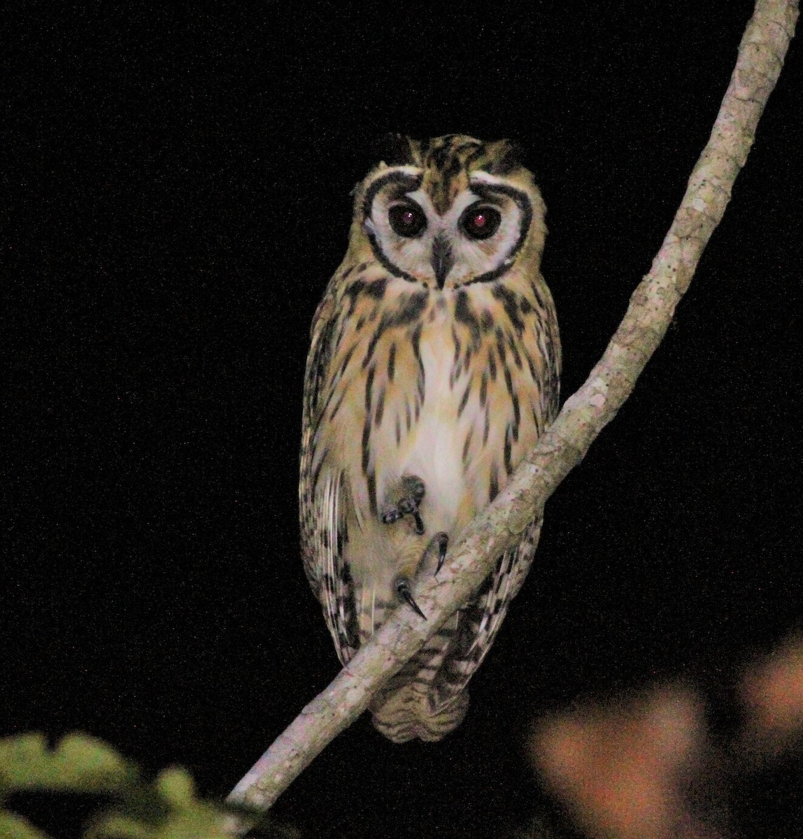 Striped Owl - ML387731831