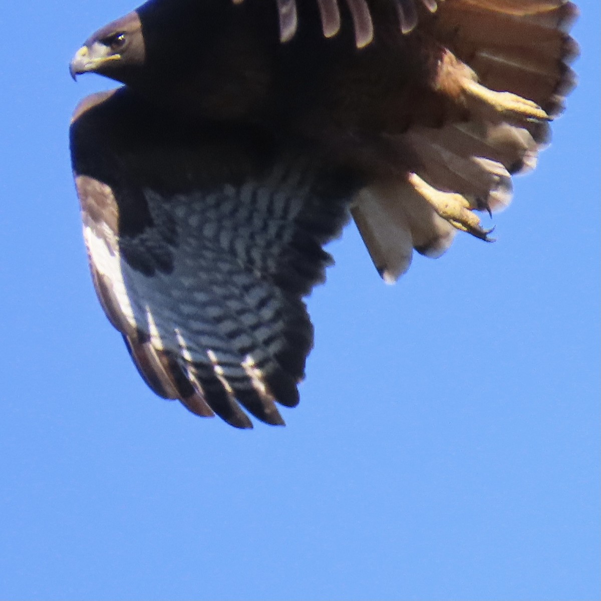 Red-tailed Hawk - ML387733521