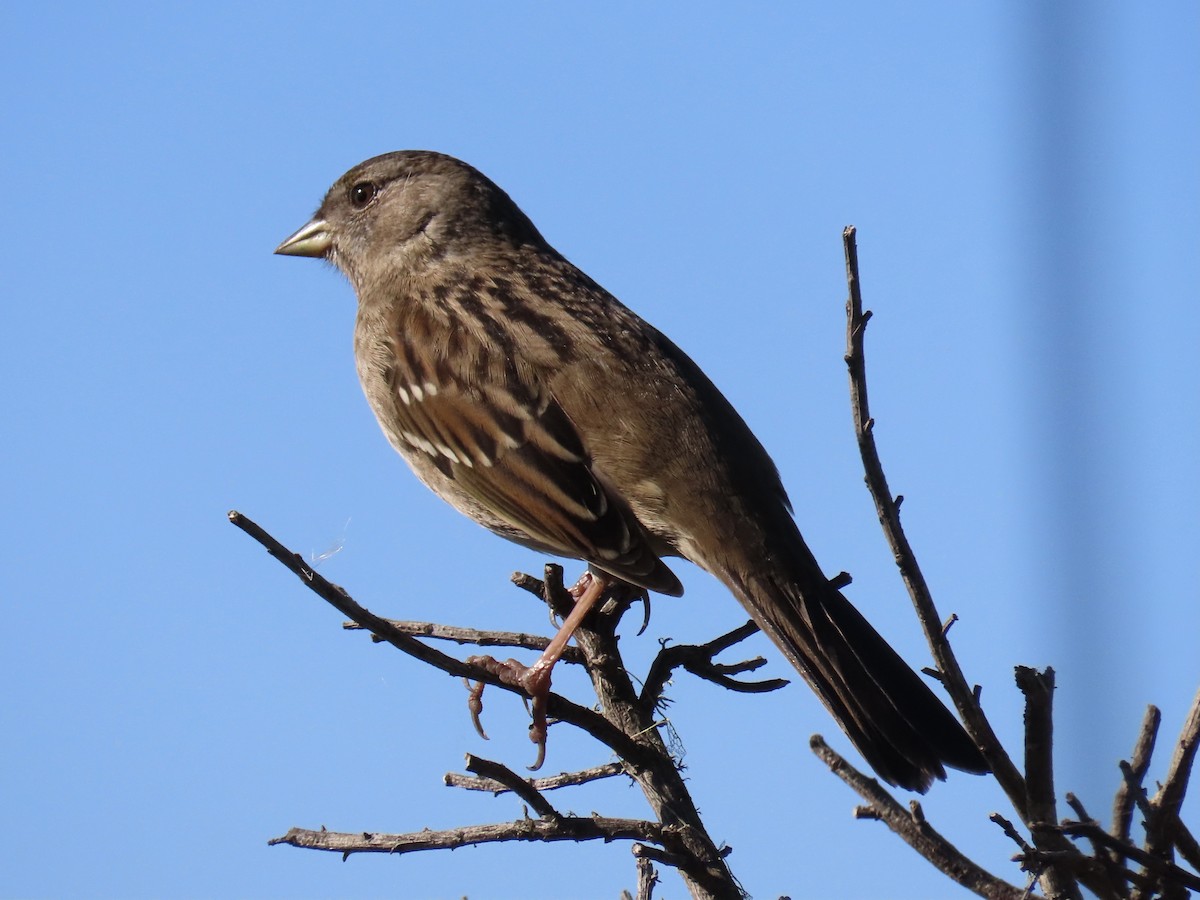 Golden-crowned Sparrow - ML387734511