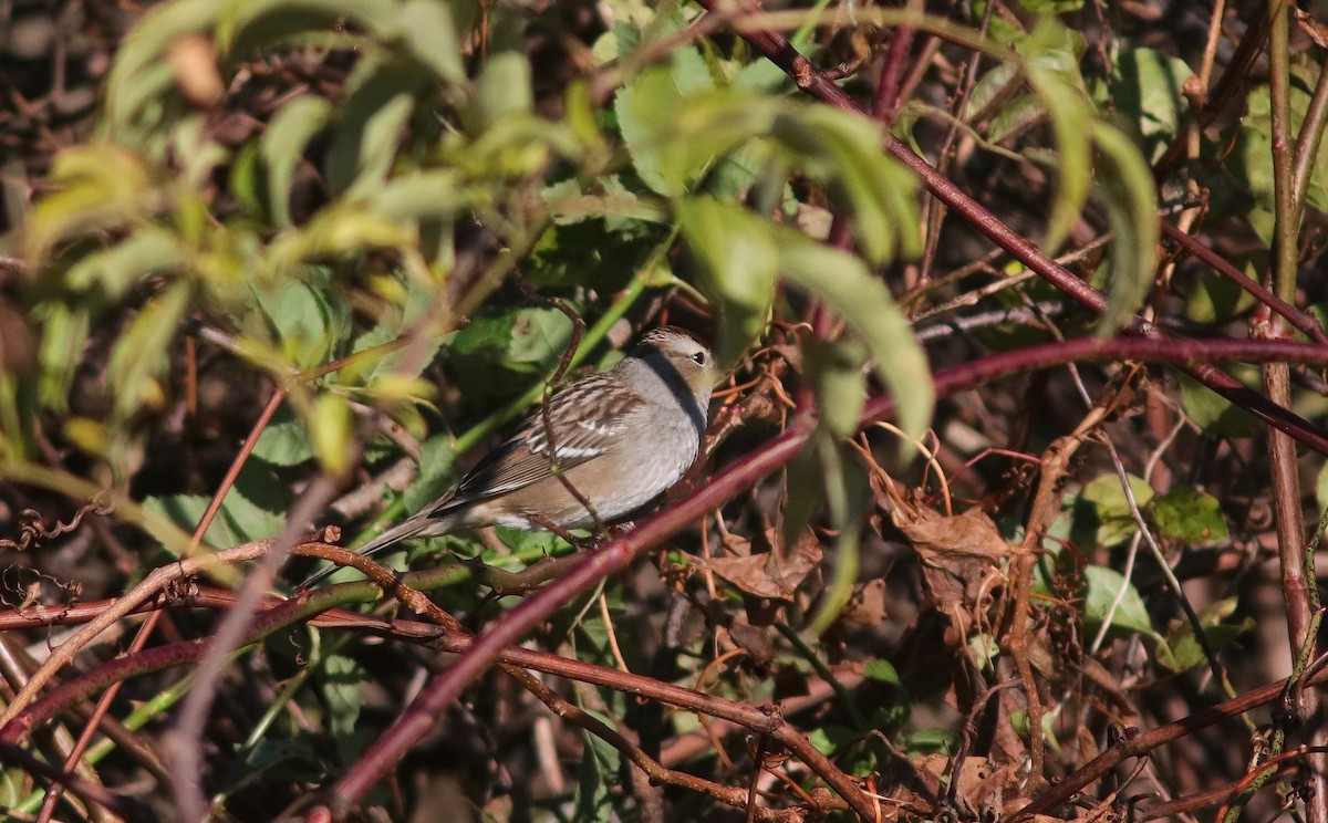 White-crowned Sparrow - Carlos  Pedro
