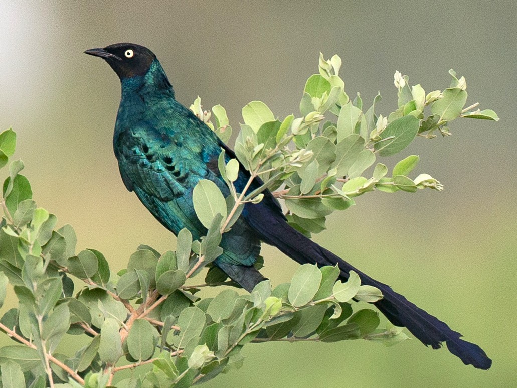 Long-tailed Glossy Starling - Chris Wood