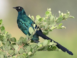 Estornino Colilargo - eBird