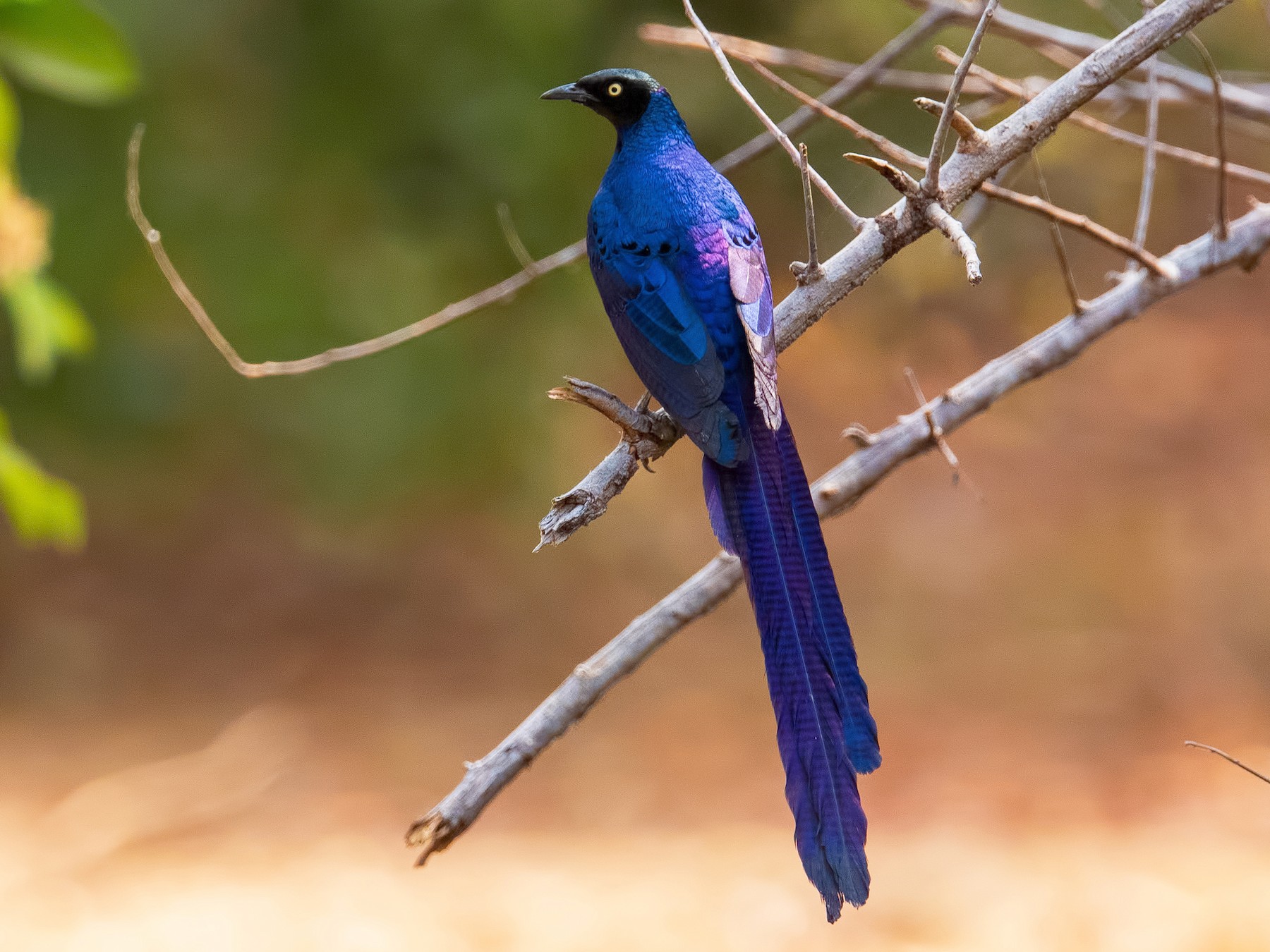 Long-tailed Glossy Starling - Shailesh Pinto