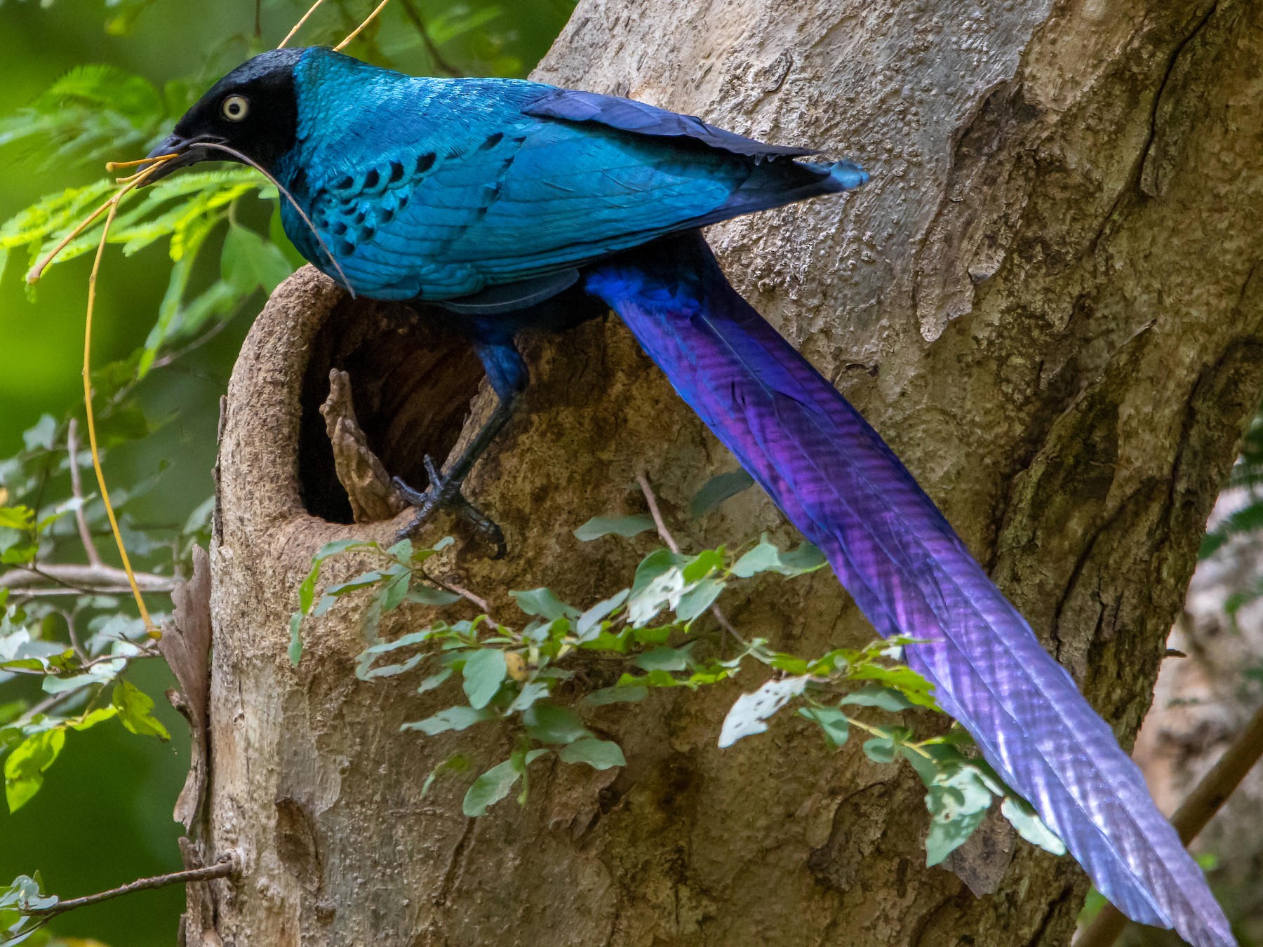 Long-tailed Glossy Starling - Nick Hobgood