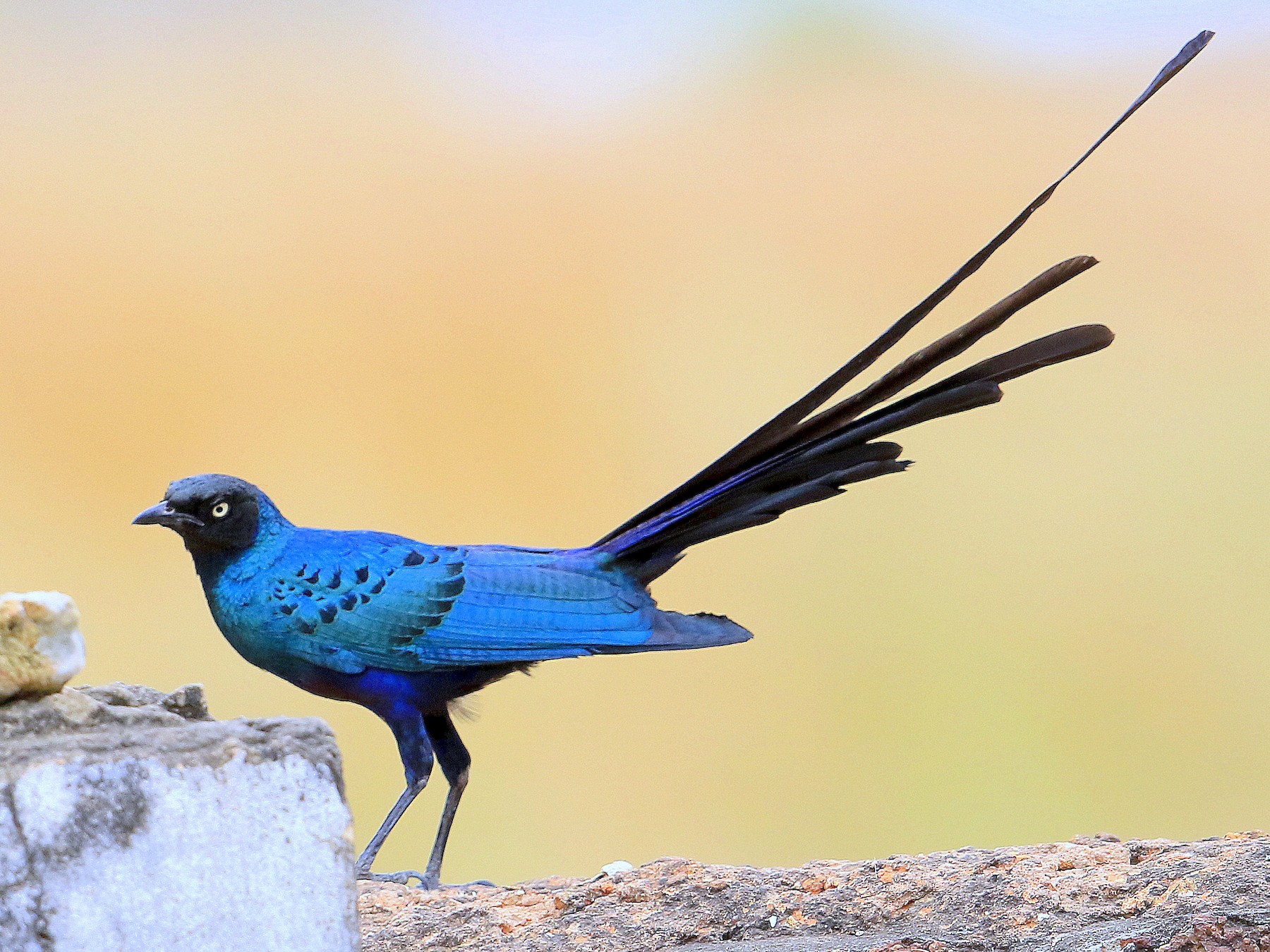 Long-tailed Glossy Starling - Fanis Theofanopoulos (ASalafa Deri)