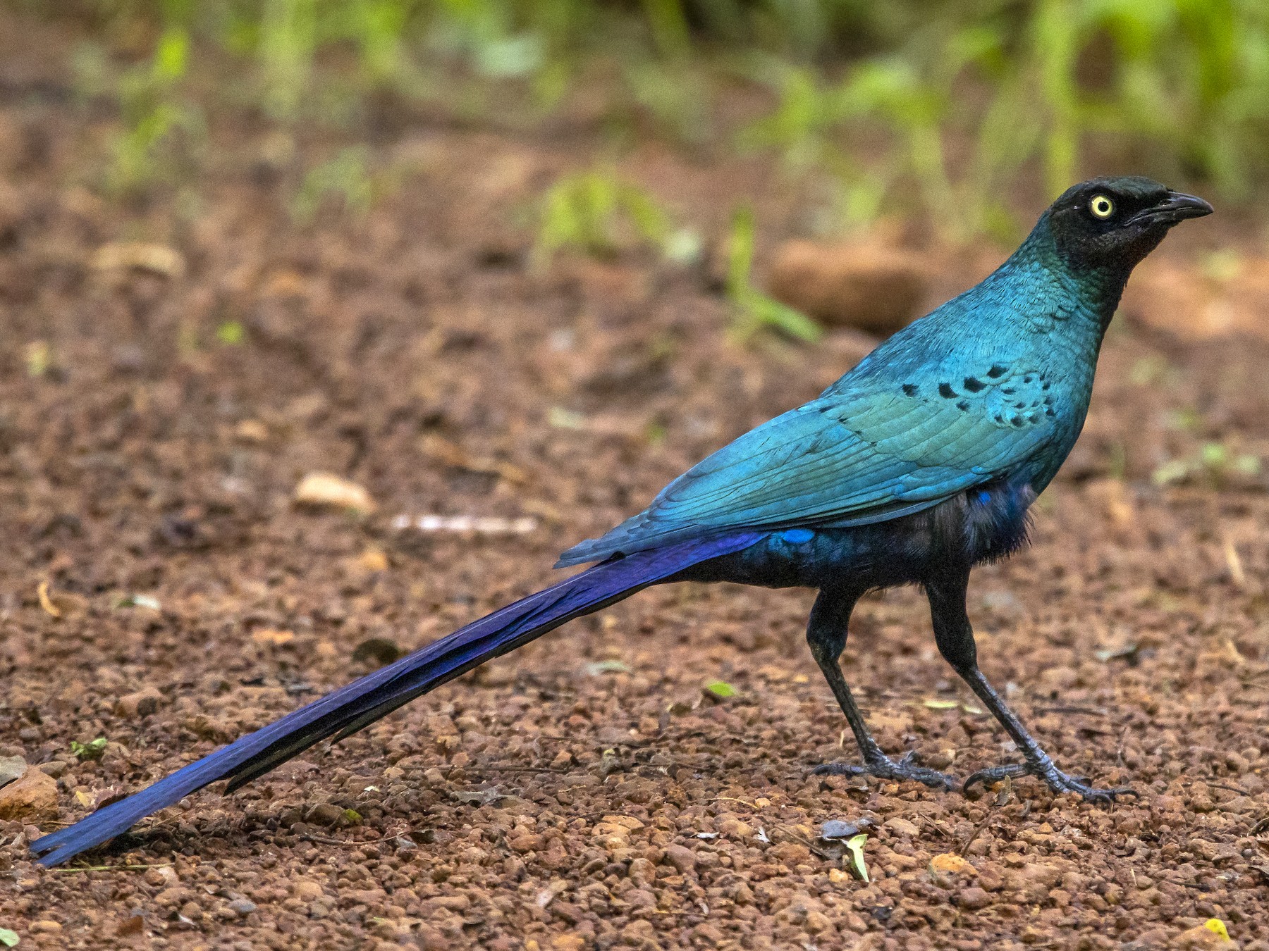 Long-tailed Glossy Starling - Nick Hobgood