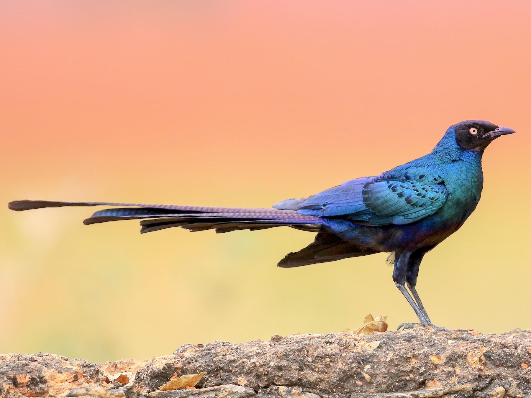 Long-tailed Glossy Starling - Fanis Theofanopoulos (ASalafa Deri)