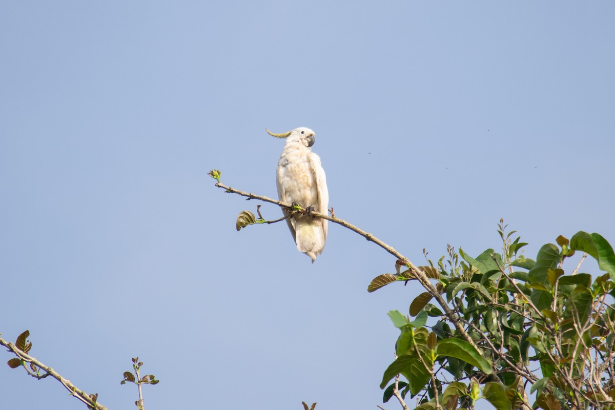 Sulphur-crested Cockatoo - Will Knowlton