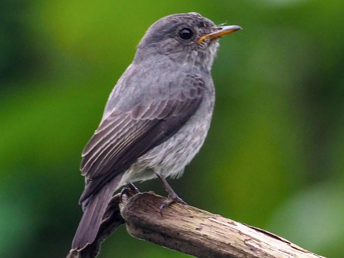 Little Flycatcher - Stephan Lorenz