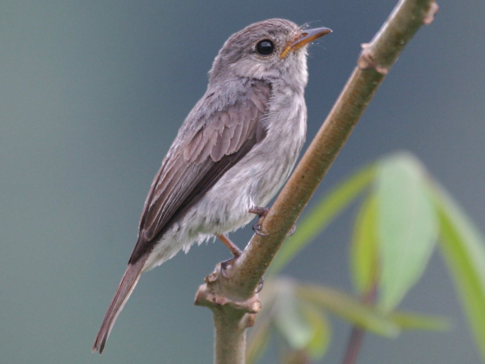 Little Flycatcher - Simon Colenutt