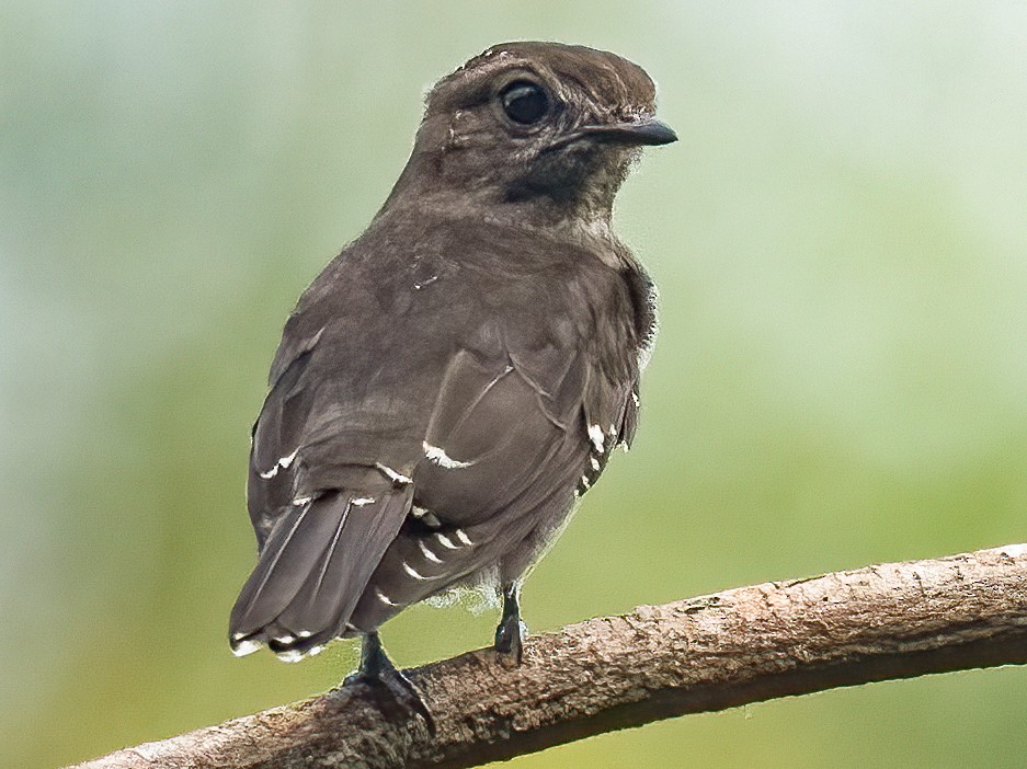 Ussher's Flycatcher - eBird