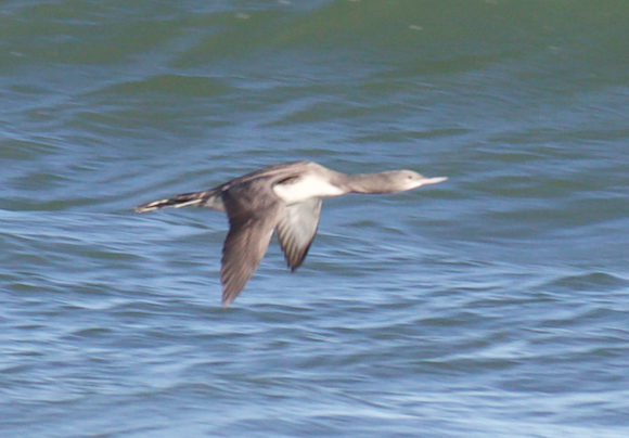 Red-throated Loon - ML387750521