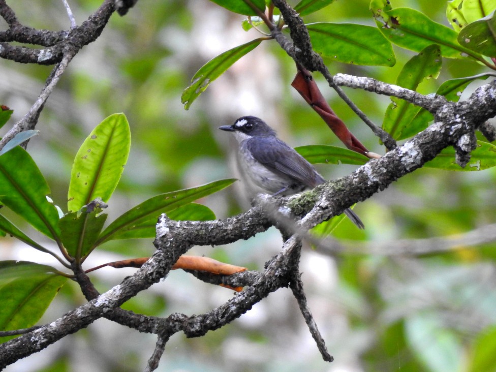 White-browed Forest-Flycatcher - Mark Smiles