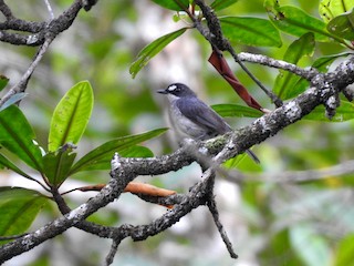 Whitebrowed Forest Flycatcher eBird