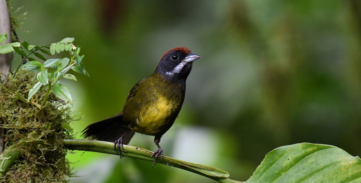 Sooty-faced Finch - ML387754031