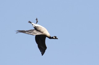 Cackling Goose, ML387760691
