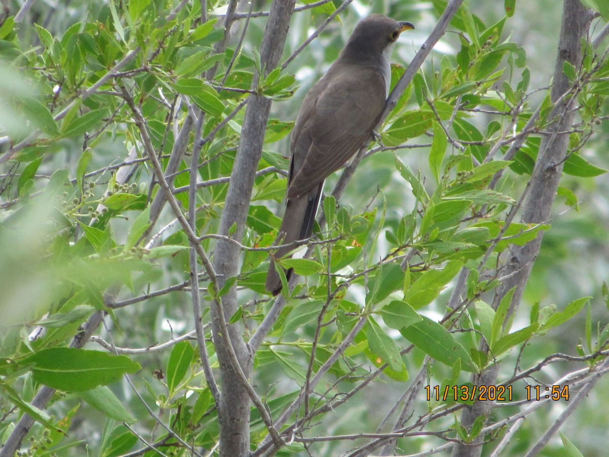 Yellow-billed Cuckoo - Vivian F. Moultrie