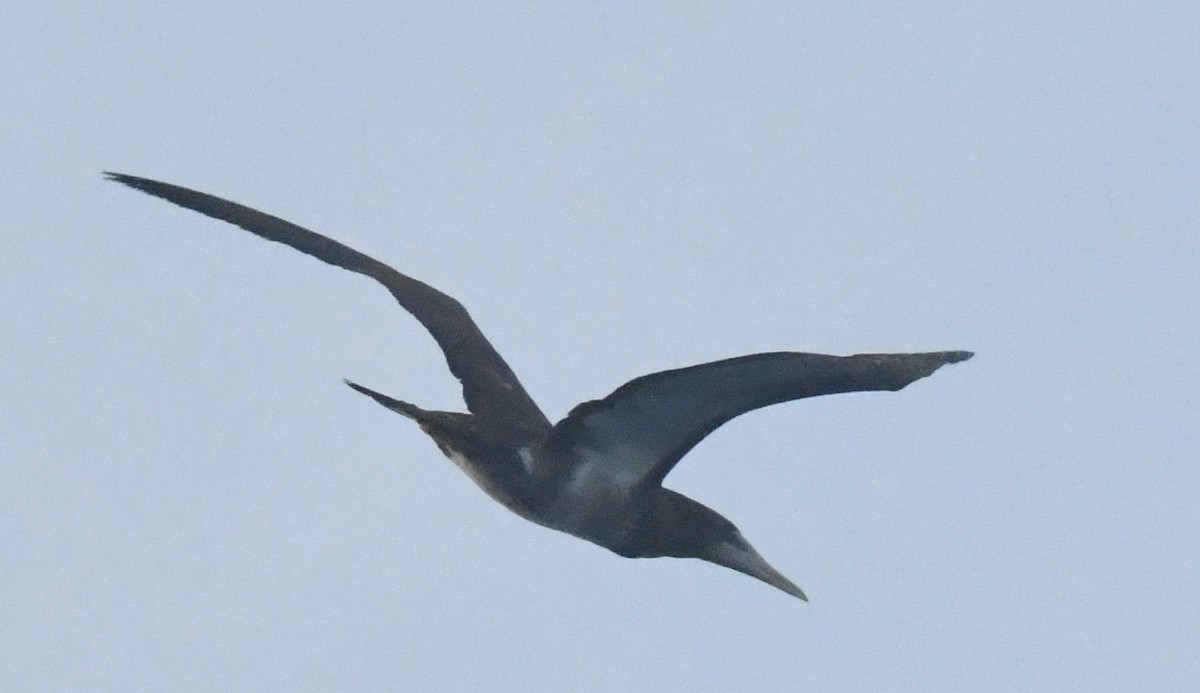 Brown Booby - ML38776131