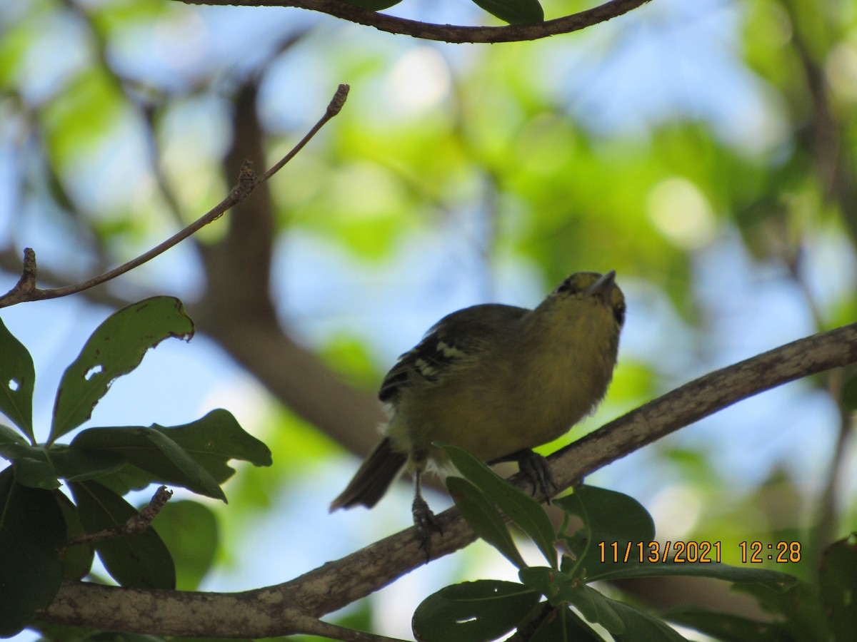 Thick-billed Vireo - Vivian F. Moultrie