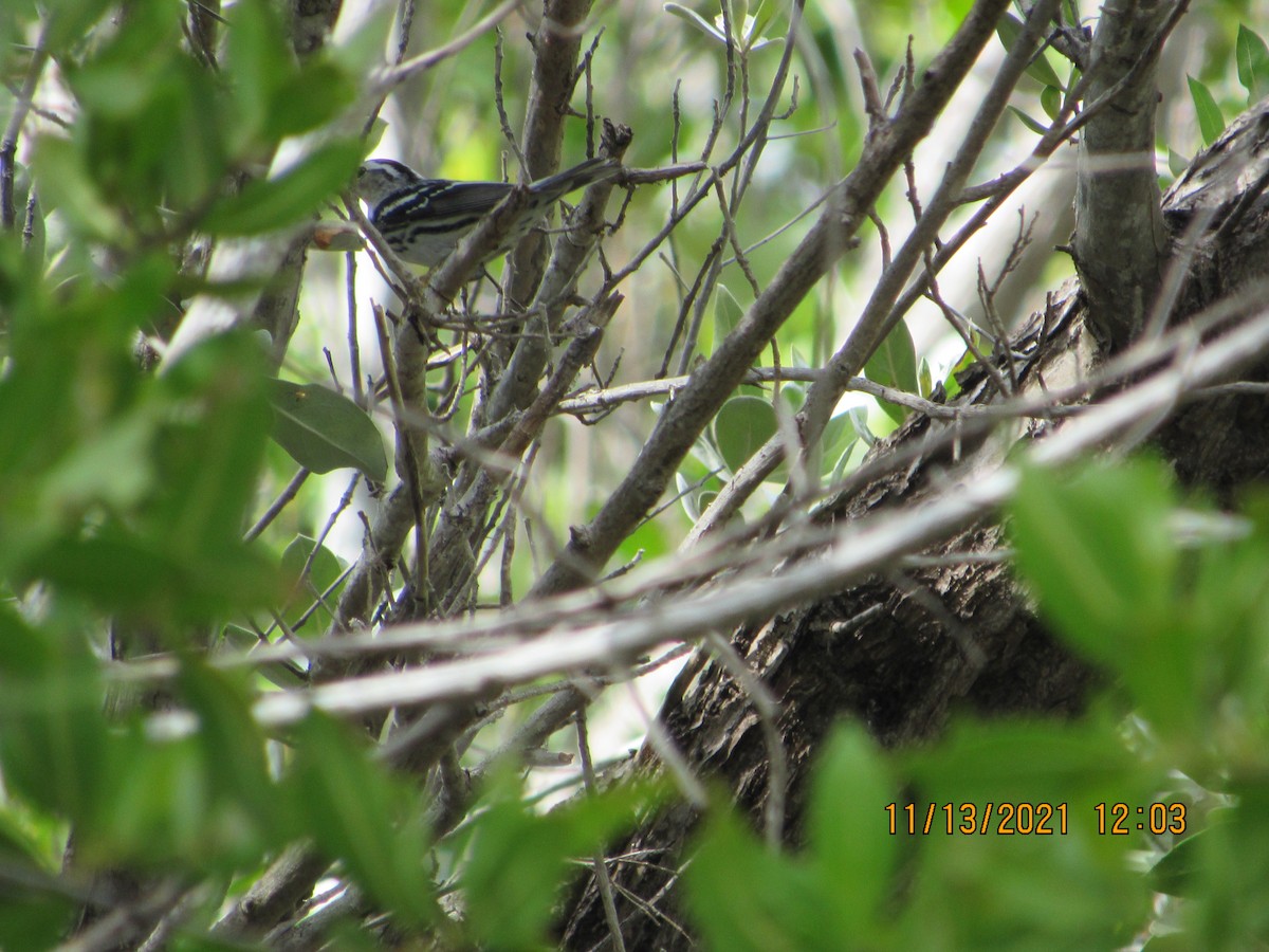 Black-and-white Warbler - ML387763941