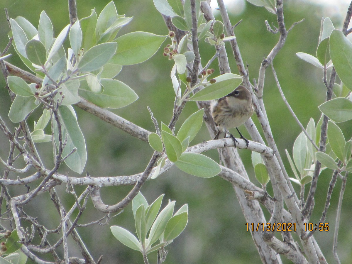 Yellow-rumped Warbler - Vivian F. Moultrie