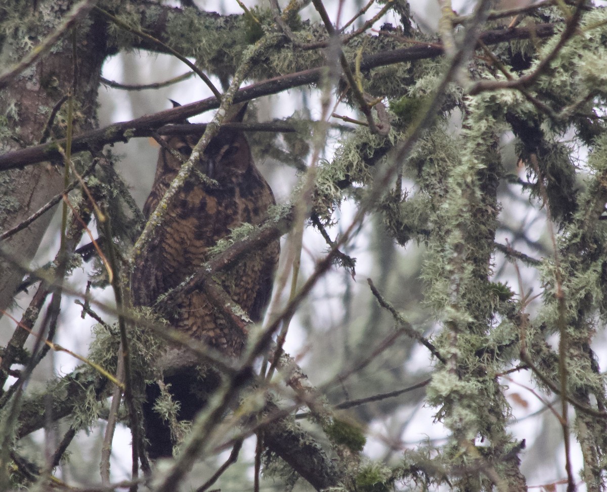 Great Horned Owl - ML387768331