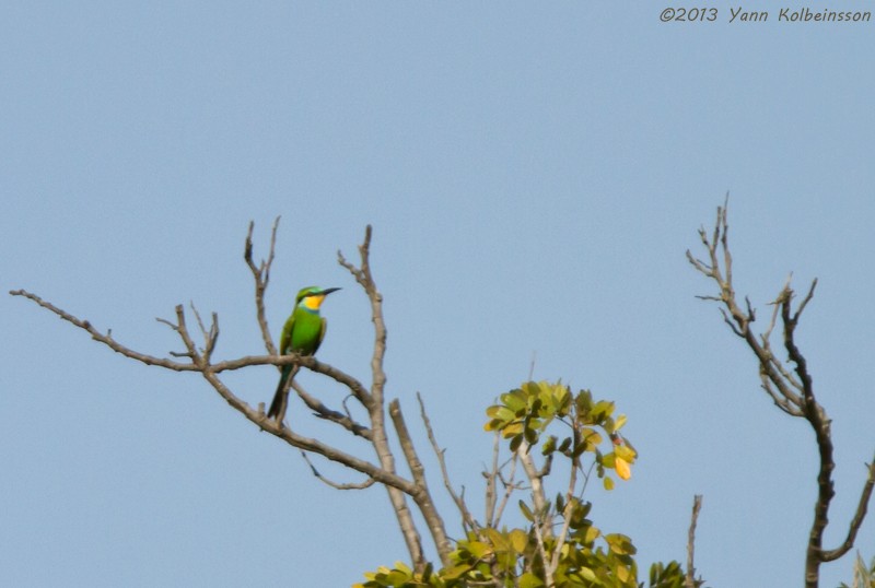 Swallow-tailed Bee-eater - ML38776901