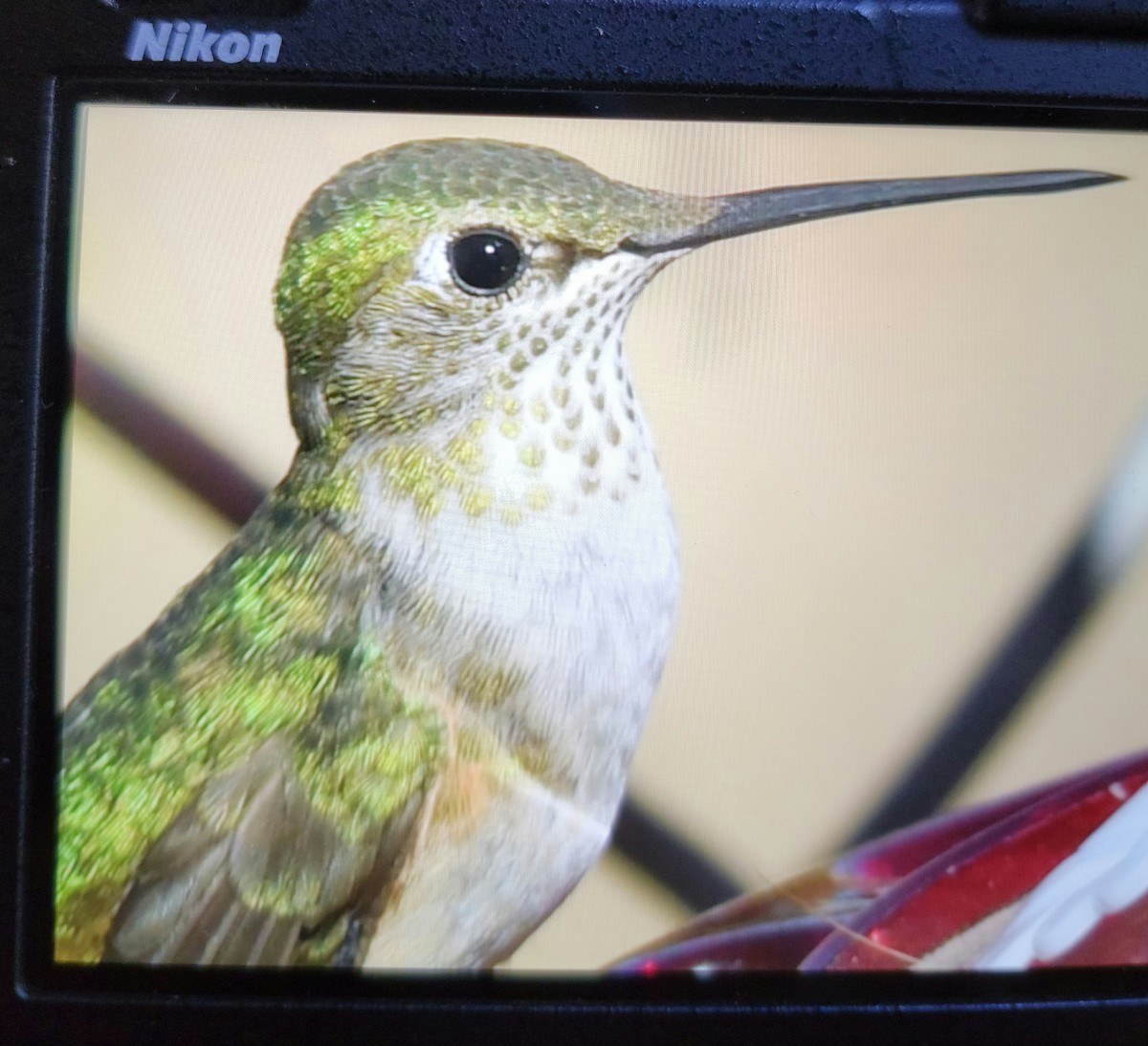 Broad-tailed Hummingbird - ML387769731