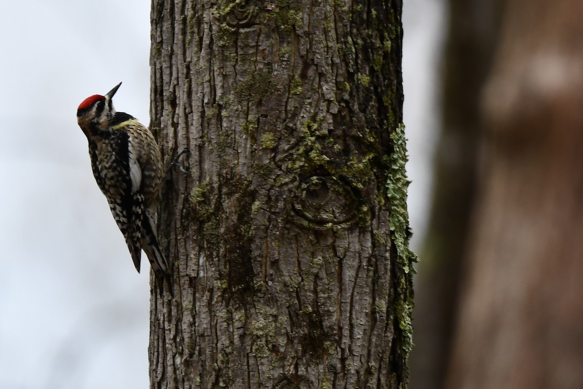 New York Breeding Bird Atlas Checklist - 25 Apr 2021 - Steege Hill ...