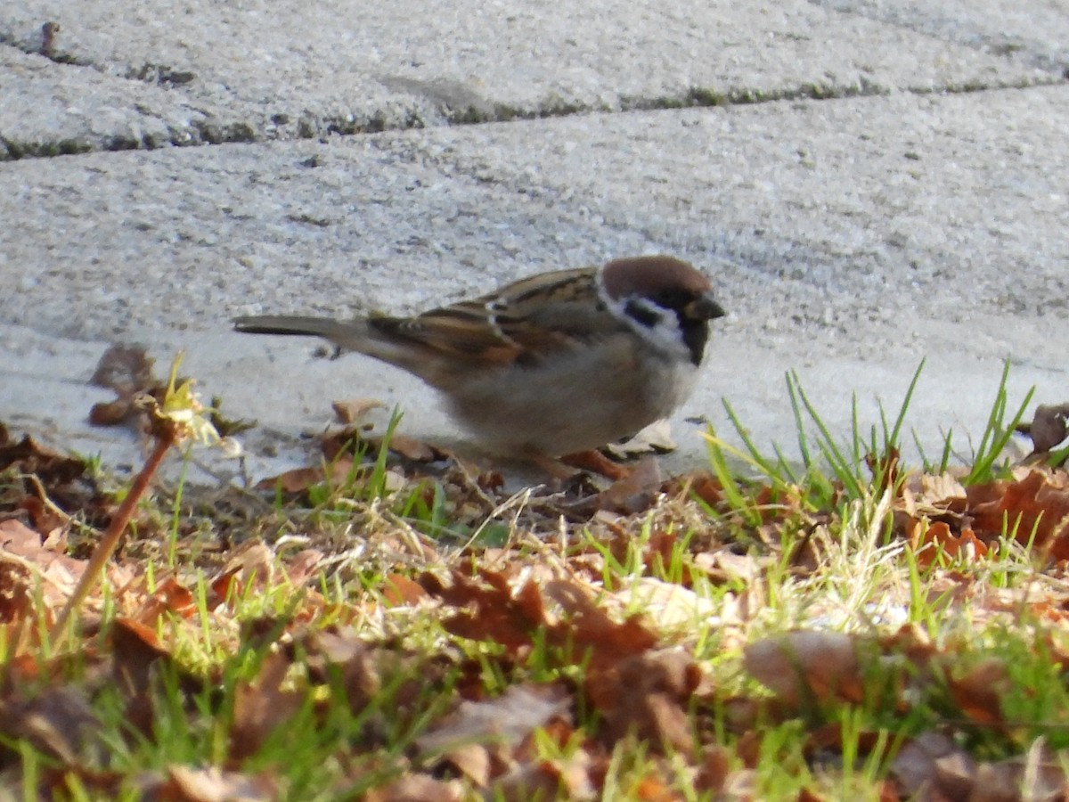 Eurasian Tree Sparrow - ML387770251