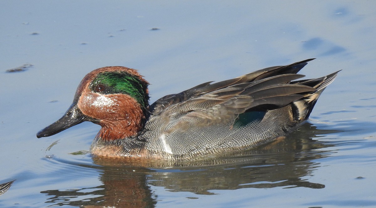 Green-winged Teal - ML387771081