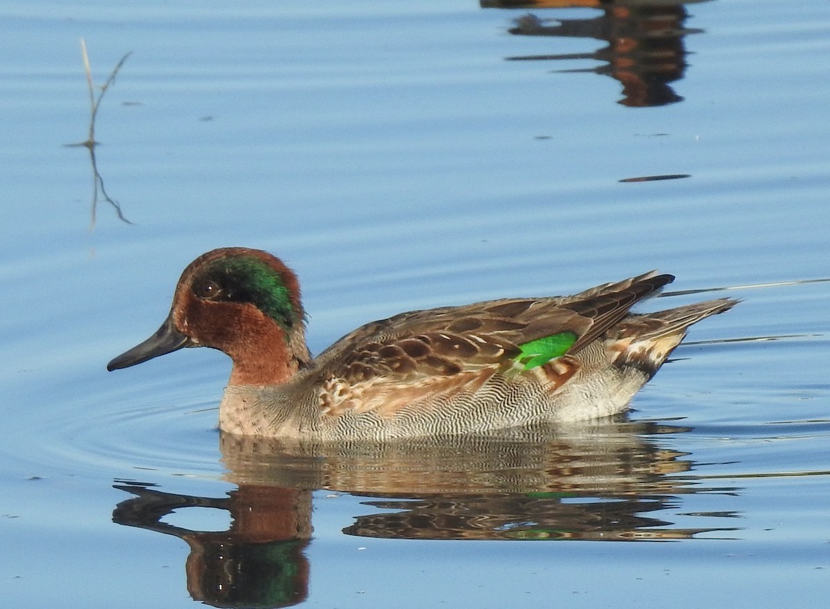Green-winged Teal - ML387771111