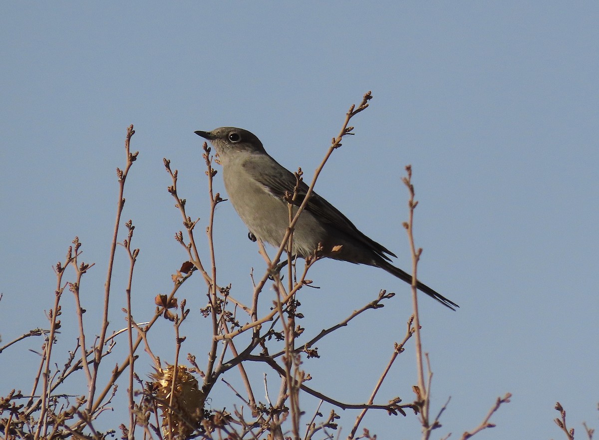 Townsend's Solitaire - ML387774131