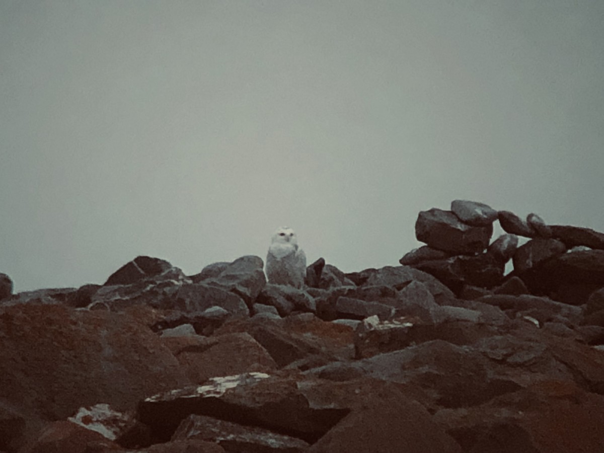 Snowy Owl - ML387778151