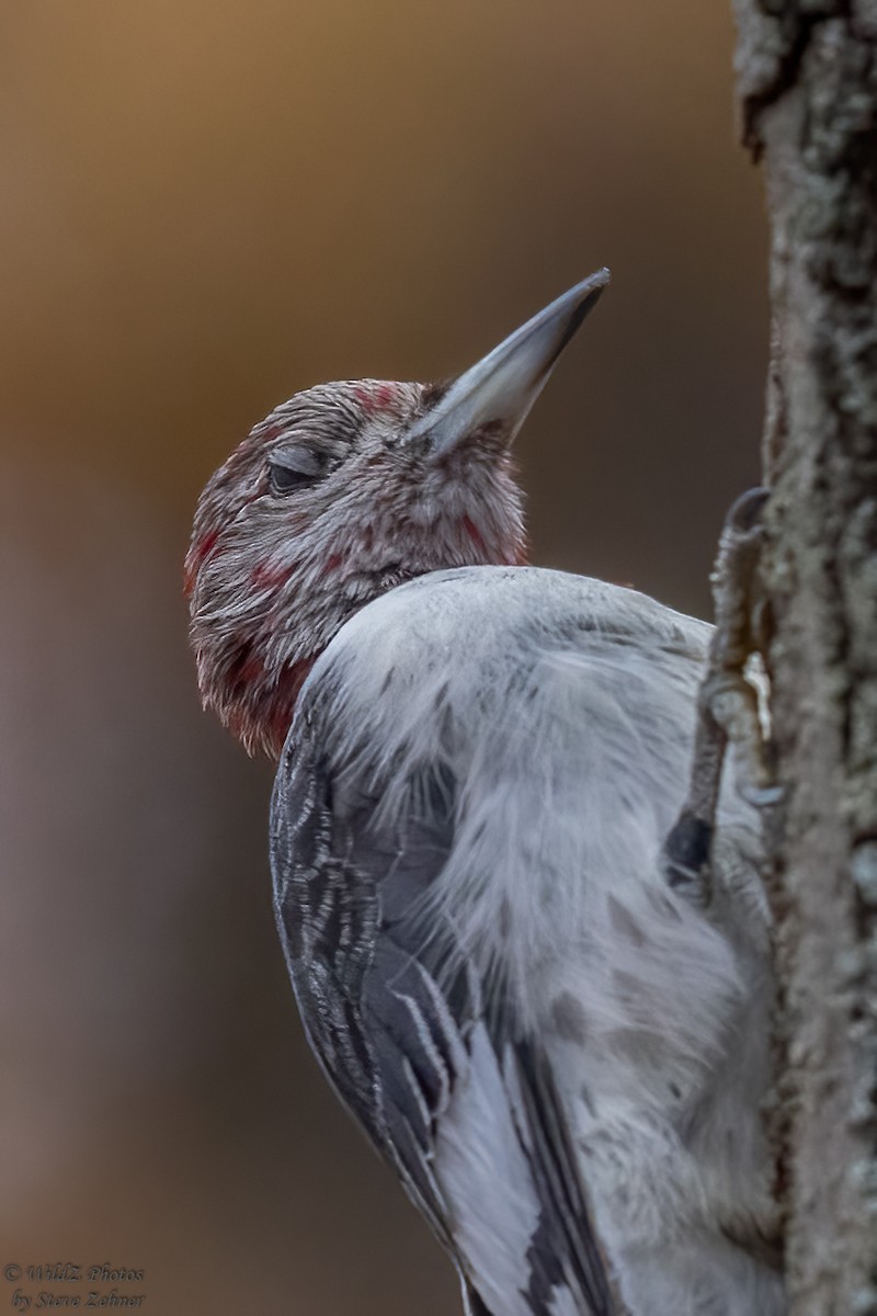 Red-headed Woodpecker - ML387779921
