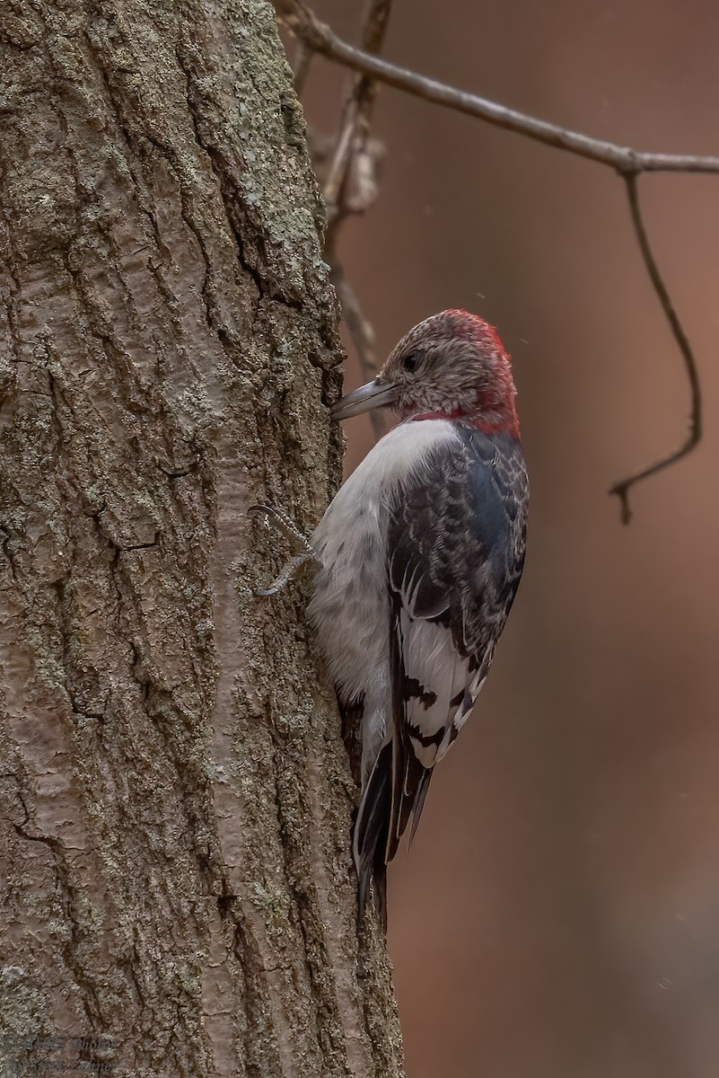 Red-headed Woodpecker - Steve Zehner