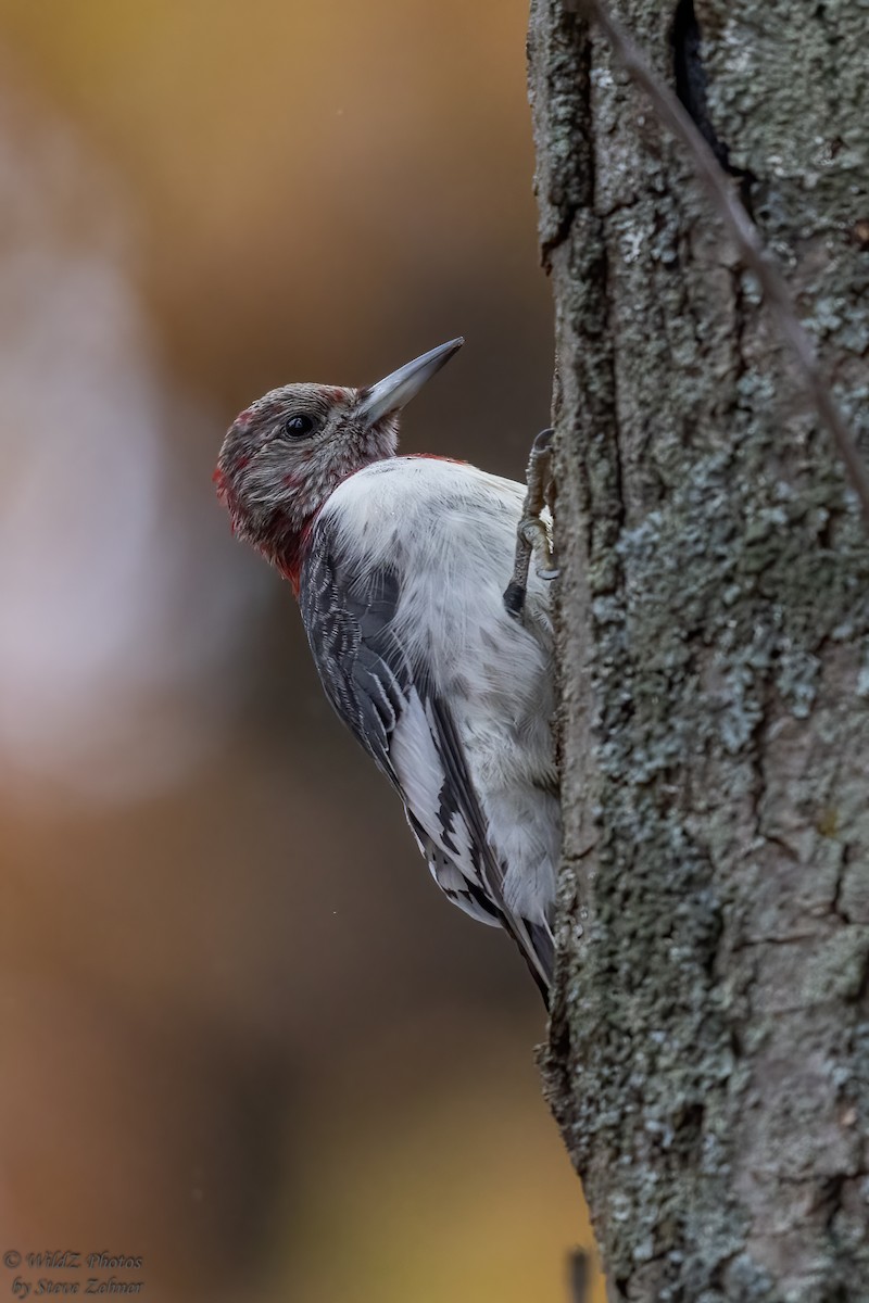 Red-headed Woodpecker - ML387779961