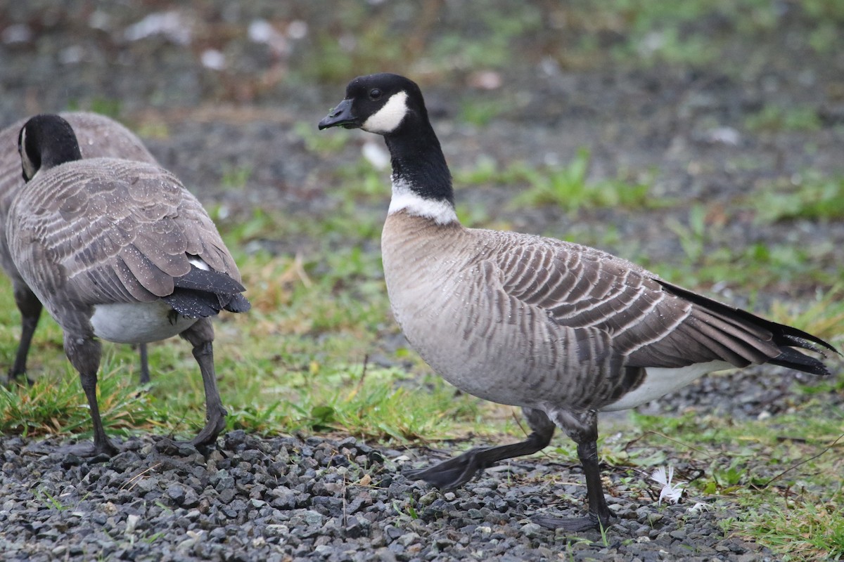 Cackling Goose (Aleutian) - Eric Heisey
