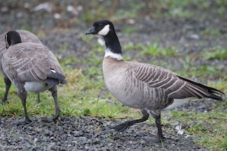 Cackling Goose (Aleutian), ML38778321