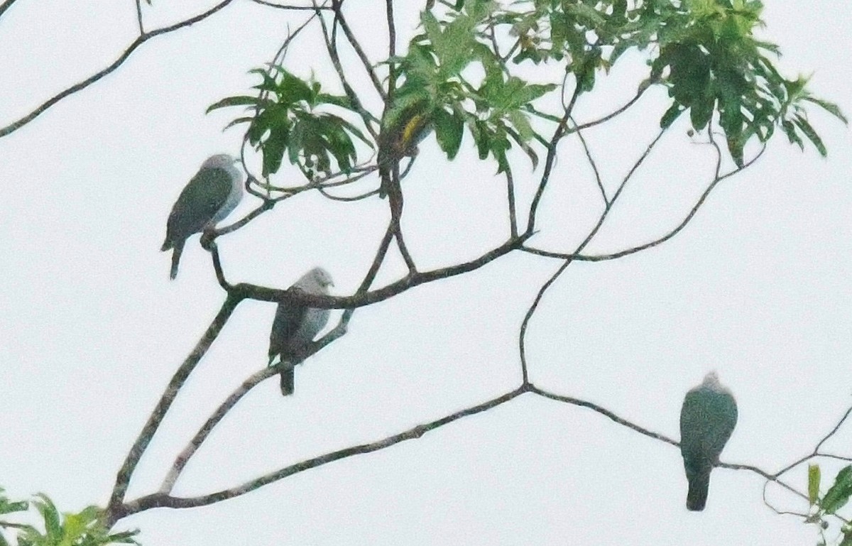 Island Imperial-Pigeon - ML38778531