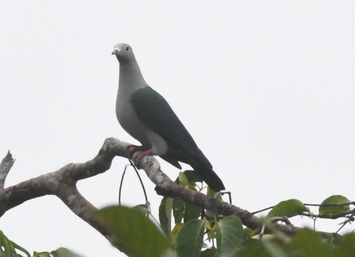 Island Imperial-Pigeon - ML38778901